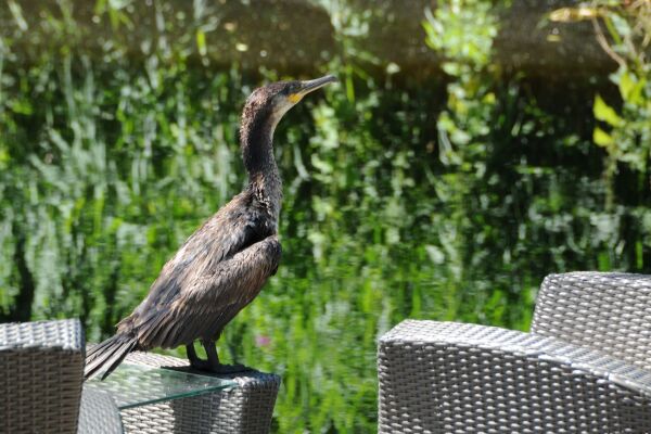 photo 37 Van de Veldelaan 958