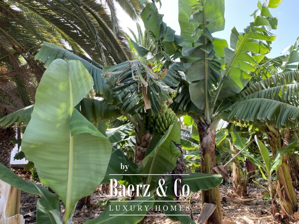 photo 5 Magnificent estate featuring family home and an organic banana plantation