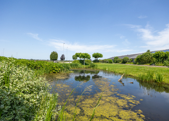 GROENEKAN