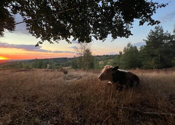 Rhenen